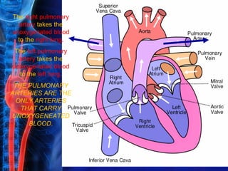 The right pulmonary
  artery takes the
unoxygenated blood
  to the right lung.
 The left pulmonary
  artery takes the
unoxygenated blood
  to the left lung.
 THE PULMONARY
ARTERIES ARE THE
  ONLY ARTERIES
   THAT CARRY
UNOXYGENEATED
     BLOOD.
 