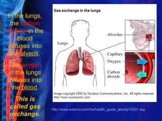 In the lungs,
 the carbon
dioxide in the
    blood
diffuses into
 the alveoli.
The oxygen
in the lungs
diffuses into
 the blood.
   This is
 called gas      http://www.webmd.com/hw/health_guide_atoz/tp10237.asp
 exchange.
 