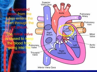 Oxygenated
 blood from the
lungs enters the
heart through the
   left atrium.
 The mitral valve
is closed to keep
  the blood from
   going into the
     ventricle.
 