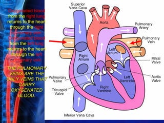 Oxygenated blood
 from the right lung
returns to the heart
  through the right
   pulmonary vein.
 Oxygenated blood
  from the left lung
returns to the heart
   through the left
   pulmonary vein.
THE PULMONARY
 VEINS ARE THE
ONLY VEINS THAT
     CARRY
  OXYGENATED
    BLOOD.
 