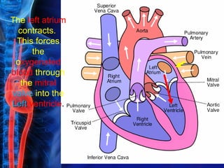 The left atrium
  contracts.
 This forces
      the
 oxygenated
blood through
  the mitral
valve into the
Left ventricle.
 
