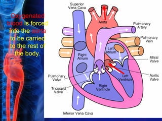 Oxygenated
blood is forced
 into the aorta
  to be carried
  to the rest of
    the body.
 