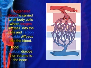Oxygenated
 blood is carried
to all body cells
  where oxygen
diffuses into the
cells and carbon
dioxide diffuses
 into the blood.
Blood carrying
carbon dioxide
then returns to
   the heart.
 