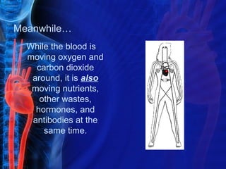 Meanwhile…
  While the blood is
  moving oxygen and
    carbon dioxide
   around, it is also
   moving nutrients,
     other wastes,
    hormones, and
   antibodies at the
      same time.
 