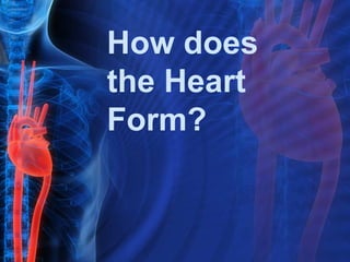 How does
the Heart
Form?
 