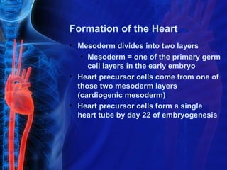 Formation of the Heart
• Mesoderm divides into two layers
   • Mesoderm = one of the primary germ
     cell layers in the early embryo
• Heart precursor cells come from one of
  those two mesoderm layers
  (cardiogenic mesoderm)
• Heart precursor cells form a single
  heart tube by day 22 of embryogenesis
 