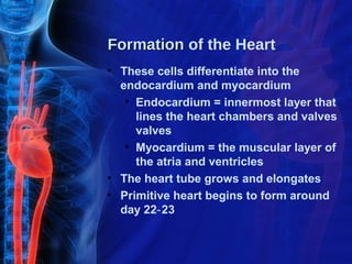 Formation of the Heart
• These cells differentiate into the
  endocardium and myocardium
   • Endocardium = innermost layer that
     lines the heart chambers and valves
     valves
   • Myocardium = the muscular layer of
     the atria and ventricles
• The heart tube grows and elongates
• Primitive heart begins to form around
  day 22‐ 23
 