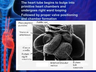 • The heart tube begins to bulge into
  primitive heart chambers and
  undergoes right ward looping
• Followed by proper valve positioning
  and chamber formation
 