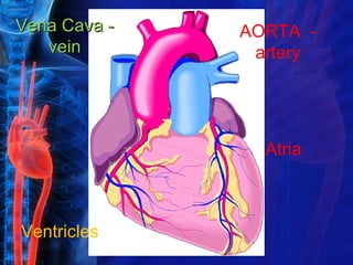 Vena Cava -   AORTA -
   vein        artery




                Atria



Ventricles
 
