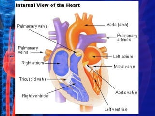 Heart lecture 1