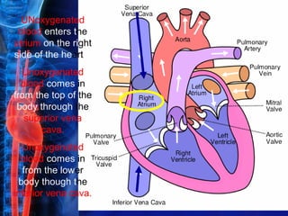 UNoxygenated
 blood enters the
atrium on the right
side of the heart.
  Unoxygenated
  blood comes in
from the top of the
 body through the
   superior vena
       cava.
  Unoxygenated
  blood comes in
  from the lower
 body though the
inferior vena cava.
 