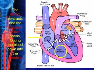 The
   atrium
contracts
  and the
 tricuspid
   valve
  opens,
  forcing
the blood
down into
     the
ventricle.
 