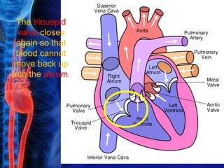 The tricuspid
  valve closes
 again so that
 blood cannot
 move back up
into the atrium.
 