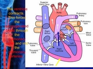 The ventricle
  contracts.
 This forces
      the
unoxygenated
blood through
      the
  pulmonary
valve and into
      the
  pulmonary
   arteries.
 