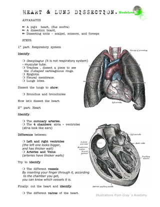 HEART & LUNG DISSECTION.
   APPARATUS

   ; A pig´s heart, (Sus scofra)
   ; A dissection board,
   ; Dissecting tools – scalpel, scissors, and forceps

   STEPS:

1st part: Respiratory system

Identify
Identify:

    Oesophagus (it is not respiratory system)
   - muscular tube.
    Trachea , dissect a piece to see
    the C-shaped cartilaginous rings.
    Epiglotis.
    Pleural membrane.
    Lungs lobes.

Dissect the lungs to show
                     show:

    Bronchus and bronchioles

Now let´s dissect the heart:

2nd part: Heart

Identify:
Identify

    The coronary arteries.
    The 4 chambers atria + ventricles
              chambers:
   (atria look like ears)

Difference between

    Left and right ventricles
   (the left one looks bigger,
   and has thicker wall)
    Arteries and Veins:
   (arteries have thicker walls)

Try to identify

    The different vessels.
                    vessels
   By inserting your finger through it, according
    to the chamber you get,
   you can know which vessels it is.

Finally: cut the heart and identify
                           identify:

    The different valves of the heart.
                                                    Illustrations from Gray´s Anatomy
 