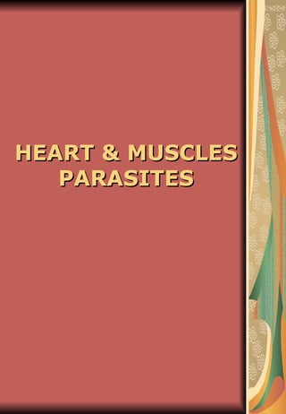 HEART & MUSCLES
   PARASITES
 