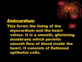Endocardium:
This forms the lining of the
myocardium and the heart
valves. It is a smooth, glistening
membrane which permits
smooth flow of blood inside the
heart. It consists of flattened
epithelial cells.
 