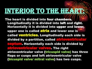 INTERIOR TO THE HEART:
The heart is divided into four chambers.
Longitudinally it is divided into left and right.
Horizontally it is divided into upper and lower,
upper one is called atria and lower one is
called ventricles. Longitudinally each side is
divided by a partition, called atrioventricular
septum. Horizontally each side is divided by
atrioventricular valves. The right
atrioventricular valve (tricuspid valve) has three
flaps or cusps and left atrioventricular valve
(bicuspid valve/ mitral valve) has two cusps.
 