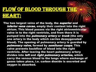 FLOW OF BLOOD THROUGH THE
HEART:
The two largest veins of the body, the superior and
inferior vena cavae, empty their content into the right
atrium. This blood passes via the right atrioventricular
valve in to the right ventricle, and from there it is
pumped into the pulmonary artery or trunk (the only
one artery in the body which carries deoxygenated
blood). The opening of pulmonary artery is guarded by
pulmonary valve, formed by semilunar cusps. This
valve prevents backflow of blood into the right
ventricle. After leaving the heart pulmonary artery
divides into left and right pulmonary arteries, which
carry the venous blood to the lungs where exchange of
gases takes place, i.e. carbon dioxide is excreted and
oxygen is absorbed.
 