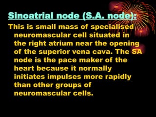 Sinoatrial node (S.A. node):
This is small mass of specialised
neuromascular cell situated in
the right atrium near the opening
of the superior vena cava. The SA
node is the pace maker of the
heart because it normally
initiates impulses more rapidly
than other groups of
neuromascular cells.
 