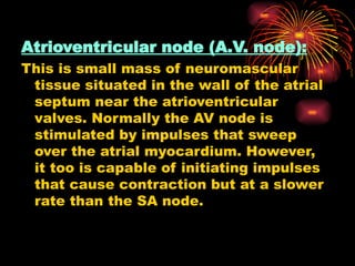 Atrioventricular node (A.V. node):
This is small mass of neuromascular
tissue situated in the wall of the atrial
septum near the atrioventricular
valves. Normally the AV node is
stimulated by impulses that sweep
over the atrial myocardium. However,
it too is capable of initiating impulses
that cause contraction but at a slower
rate than the SA node.
 