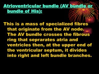 Atrioventricular bundle (AV bundle or
bundle of His):
This is a mass of specialized fibres
that originate from the AV node.
The AV bundle crosses the fibrous
ring that seprarates atria and
ventricles then, at the upper end of
the ventricular septum, it divides
into right and left bundle branches.
 