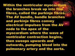 Within the ventricular myocardium
the branches break up into fine
fibres, called the purkinje fibres.
The AV bundle, bundle branches
and purkinje fibres convey
electrical impulses from the AV
node to the apex of the
myocardium where the wave of
ventricular contraction begins,
then sweeps upwards and
outwards, pumping blood into the
pulmonary artery and the aorta.
 