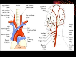 Heart n Circulation.pptx for GnM students