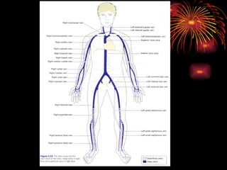 Heart n Circulation.pptx for GnM students