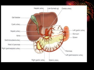 Heart n Circulation.pptx for GnM students