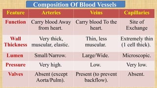 Feature Arteries Veins Capillaries
Function Carry blood Away
from heart.
Carry blood To the
heart.
Site of
Exchange
Wall
Thickness
Very thick,
muscular, elastic.
Thin, less
muscular.
Extremely thin
(1 cell thick).
Lumen Small/Narrow. Large/Wide. Microscopic.
Pressure Very high. Low. Very low.
Valves Absent (except
Aorta/Pulm).
Present (to prevent
backflow).
Absent.
Composition Of Blood Vessels
 