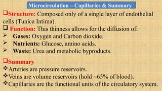 Structure: Composed only of a single layer of endothelial
cells (Tunica Intima).
 Function: This thinness allows for the diffusion of:
 Gases: Oxygen and Carbon dioxide.
 Nutrients: Glucose, amino acids.
 Waste: Urea and metabolic byproducts.
Summary
Arteries are pressure reservoirs.
Veins are volume reservoirs (hold ~65% of blood).
Capillaries are the functional units of the circulatory system.
Microcirculation – Capillaries & Summary
 
