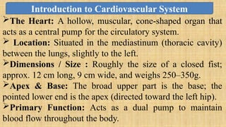 The Heart: A hollow, muscular, cone-shaped organ that
acts as a central pump for the circulatory system.
 Location: Situated in the mediastinum (thoracic cavity)
between the lungs, slightly to the left.
Dimensions / Size : Roughly the size of a closed fist;
approx. 12 cm long, 9 cm wide, and weighs 250–350g.
Apex & Base: The broad upper part is the base; the
pointed lower end is the apex (directed toward the left hip).
Primary Function: Acts as a dual pump to maintain
blood flow throughout the body.
Introduction to Cardiovascular System
 