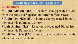 Chambers
Right Atrium (RA): Receives deoxygenated blood
from the body via Superior and Inferior Vena Cava.
Right Ventricle (RV): Pumps deoxygenated blood to
the lungs via pulmonary artery.
Left Atrium (LA): Receives oxygenated blood from
the lungs via Pulmonary Veins.
Left Ventricle (LV): Pumps oxygenated blood to the
whole body via the Aorta.
Anatomy of the Heart –Chambers
 