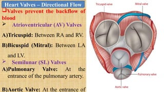 Valves prevent the backflow of
blood
 Atrioventricular (AV) Valves
A)Tricuspid: Between RA and RV.
B)Bicuspid (Mitral): Between LA
and LV.
 Semilunar (SL) Valves
A)Pulmonary Valve: At the
entrance of the pulmonary artery.
B)Aortic Valve: At the entrance of
Heart Valves – Directional Flow
 