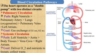 The heart operates as a "double
pump" with two distinct circuits
Pulmonary Circulation
 Path: Right Ventricle >
Pulmonary Artery > Lungs
(oxygenation) > Pulmonary Veins
>Left Atrium.
Goal: Gas exchange (CO2 out, O2 in).
Systemic Circulation
Path: Left Ventricle > Aorta >
Body Tissues > Vena Cava > Right
Atrium.
Goal: Deliver O_2 and nutrients to
tissues; collect waste.
Blood Circulation Pathways
 