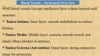 All blood vessels (except capillaries) have a three-layered wall
structure:
 Tunica Intima: Inner layer; smooth endothelium to reduce
friction.
Tunica Media: Middle layer; contains smooth muscle and
elastic fibers (thicker in arteries).
Tunica Externa (Adventitia): Outer layer; strong connective
tissue for protection.
Blood Vessels – Structural Overview
 