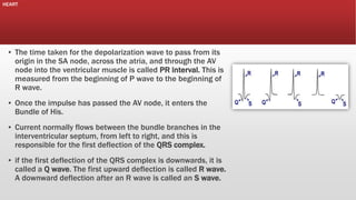 HEART

▪ The time taken for the depolarization wave to pass from its
origin in the SA node, across the atria, and through the AV
node into the ventricular muscle is called PR interval. This is
measured from the beginning of P wave to the beginning of
R wave.
▪ Once the impulse has passed the AV node, it enters the
Bundle of His.
▪ Current normally flows between the bundle branches in the
interventricular septum, from left to right, and this is
responsible for the first deflection of the QRS complex.
▪ if the first deflection of the QRS complex is downwards, it is
called a Q wave. The first upward deflection is called R wave.
A downward deflection after an R wave is called an S wave.

 