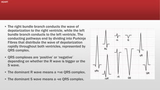 HEART

▪ The right bundle branch conducts the wave of
depolarization to the right ventricle, while the left
bundle branch conducts to the left ventricle. The
conducting pathways end by dividing into Purkinje
Fibres that distribute the wave of depolarization
rapidly throughout both ventricles, represented by
QRS complex.
▪ QRS complexes are ‘positive’ or ‘negative’
depending on whether the R wave is bigger or the
S wave.
▪ The dominant R wave means a +ve QRS complex.
▪ The dominant S wave means a -ve QRS complex.

 