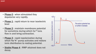 HEART

▪ Phase 0 : when stimulated they
depolarize very rapidly.
▪ Phase 1 : rapid return to near isoelectric
level

▪ Phase 2 : maintain membrane potential
for sometime during which Ca+2 ions
flow in and bring contraction.
▪ Phase 3 : rapid repolarization during
which Na+K+ pump activates and restore
ionic distribution to resting potential.
▪ Stable Phase 4 : RMP attained does not
decay

 