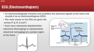 HEART

ECG (Electrocardiogram)
▪ An electrocardiograph monitors and amplifies the electrical signals of the heart and
records it as an electrocardiogram (ECG).
▪ The main waves on the ECG are given the
names P, Q, R, S and T.
▪ Each wave represents depolarization
(electrical discharging) or repolarization
(electrical recharging) of a certain region
of the heart.

 