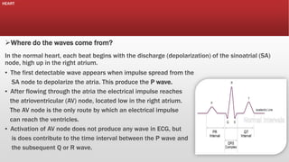 HEART

Where do the waves come from?
In the normal heart, each beat begins with the discharge (depolarization) of the sinoatrial (SA)
node, high up in the right atrium.
▪ The first detectable wave appears when impulse spread from the
SA node to depolarize the atria. This produce the P wave.
▪ After flowing through the atria the electrical impulse reaches
the atrioventricular (AV) node, located low in the right atrium.
The AV node is the only route by which an electrical impulse
can reach the ventricles.
▪ Activation of AV node does not produce any wave in ECG, but
is does contribute to the time interval between the P wave and
the subsequent Q or R wave.

 
