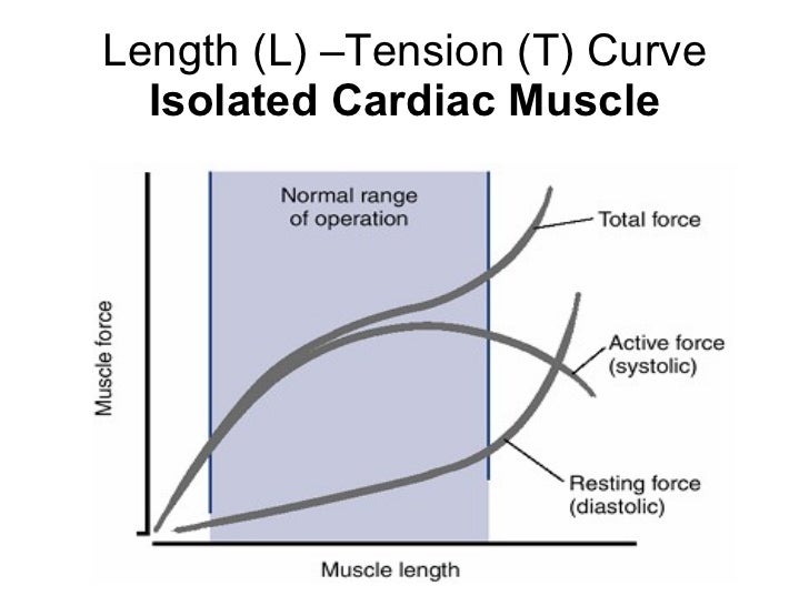 Heart physiology