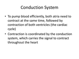 Conduction System
• To pump blood efficiently, both atria need to
  contract at the same time, followed by
  contraction of both ventricles (the cardiac
  cycle)
• Contraction is coordinated by the conduction
  system, which carries the signal to contract
  throughout the heart
 