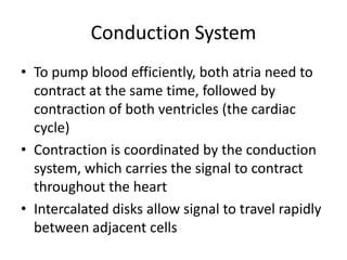 Conduction System
• To pump blood efficiently, both atria need to
  contract at the same time, followed by
  contraction of both ventricles (the cardiac
  cycle)
• Contraction is coordinated by the conduction
  system, which carries the signal to contract
  throughout the heart
• Intercalated disks allow signal to travel rapidly
  between adjacent cells
 