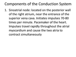 Components of the Conduction System
1. Sinoatrial node: located on the posterior wall
   of the right atrium, near the entrance of the
   superior vena cava. Initiates impulses 70-80
   times per minute. Pacemaker of the heart.
   Impulses travel rapidly throughout the atrial
   myocardium and cause the two atria to
   contract simultaneously
 
