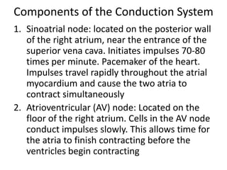 Components of the Conduction System
1. Sinoatrial node: located on the posterior wall
   of the right atrium, near the entrance of the
   superior vena cava. Initiates impulses 70-80
   times per minute. Pacemaker of the heart.
   Impulses travel rapidly throughout the atrial
   myocardium and cause the two atria to
   contract simultaneously
2. Atrioventricular (AV) node: Located on the
   floor of the right atrium. Cells in the AV node
   conduct impulses slowly. This allows time for
   the atria to finish contracting before the
   ventricles begin contracting
 