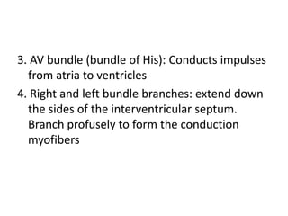3. AV bundle (bundle of His): Conducts impulses
  from atria to ventricles
4. Right and left bundle branches: extend down
  the sides of the interventricular septum.
  Branch profusely to form the conduction
  myofibers
 