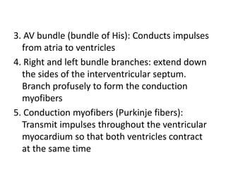3. AV bundle (bundle of His): Conducts impulses
  from atria to ventricles
4. Right and left bundle branches: extend down
  the sides of the interventricular septum.
  Branch profusely to form the conduction
  myofibers
5. Conduction myofibers (Purkinje fibers):
  Transmit impulses throughout the ventricular
  myocardium so that both ventricles contract
  at the same time
 