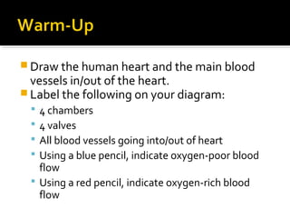  Draw the human heart and the main blood
vessels in/out of the heart.
 Label the following on your diagram:
 4 chambers
 4 valves
 All blood vessels going into/out of heart
 Using a blue pencil, indicate oxygen-poor blood
flow
 Using a red pencil, indicate oxygen-rich blood
flow
 